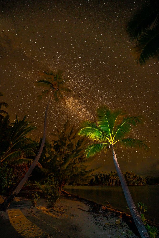 French Polynesia- Tahaa. Palm trees and night sky with Milky Way.